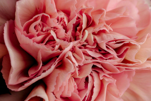 Sambandet mellan tarmflora, kost och kvinnans underliv (vagina, vulva och urinvägar) - VagiVital Sweden